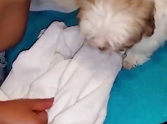 Man Fuck Dog And Cum