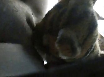 Dog Forces Owner To Fuck