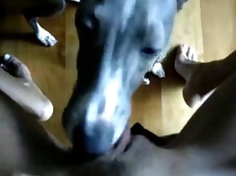 Chick Fuck A Dog