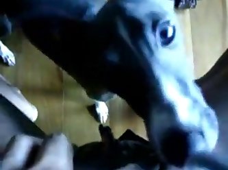 Chick Fuck A Dog