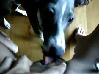 Chick Fuck A Dog