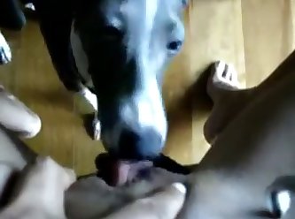 Chick Fuck A Dog
