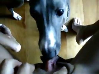Chick Fuck A Dog