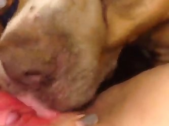 Girl Fuck Dog On Bed