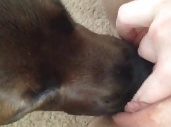 Dog Fuck Alone Girl