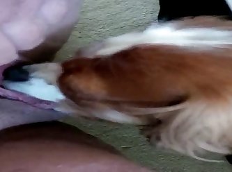 Dog Fuck Girl