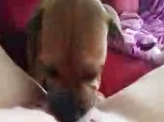 Teen Girl Fuck In Ass By Dog