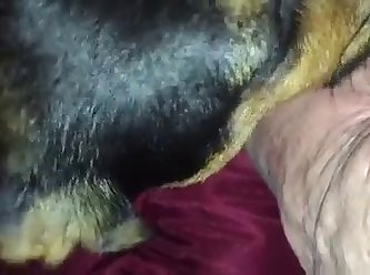 3d Dog Fuck Girl On The Street