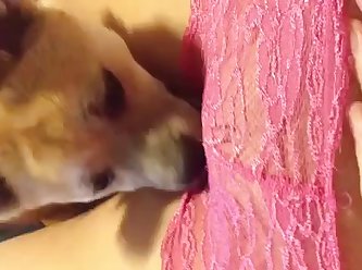 Force To Fuck Dog Porn
