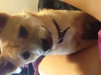 Force To Fuck Dog Porn