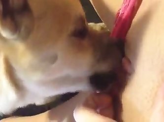 Force To Fuck Dog Porn