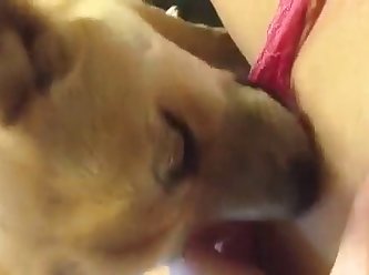 Force To Fuck Dog Porn