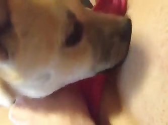 Force To Fuck Dog Porn