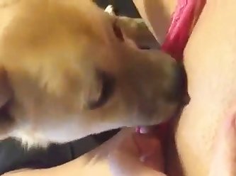 Force To Fuck Dog Porn