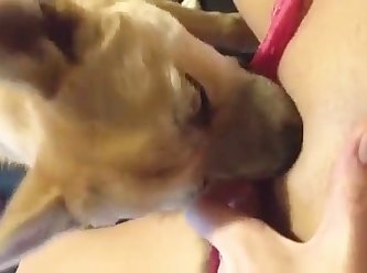 Force To Fuck Dog Porn