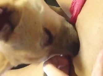 Force To Fuck Dog Porn