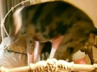 How Old Were You When You Let Your Dog Lick Your Pussy And Fuck You
