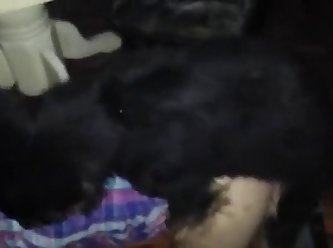 Men Fuck Dog Together