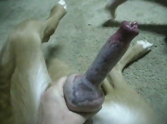 Dog Fuck Teen Orgasm