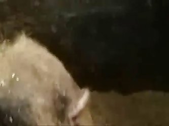 Narissa Fuck Dog