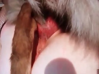 Man And Dog Fuck Pony