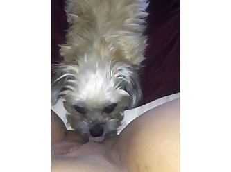 Tied Up Girl Forced Dog Fuck