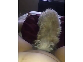 Tied Up Girl Forced Dog Fuck
