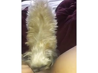 Tied Up Girl Forced Dog Fuck