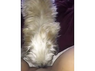 Tied Up Girl Forced Dog Fuck