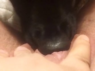 Dog Fuck Hen