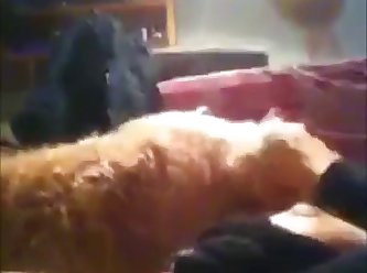 Dog Fuck Mia