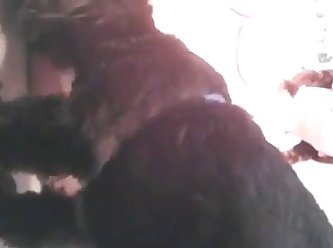 Dog Fuck Italian Girl