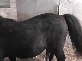 Outside Dog Fuck