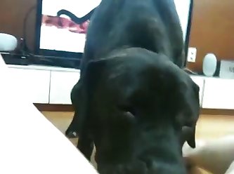 Fuck That Dog Tik Tok