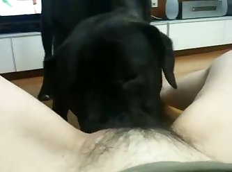 Fuck That Dog Tik Tok