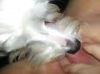 Dog Fuck Girls Videos