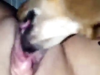 I Let My Dog Fuck Me Quora