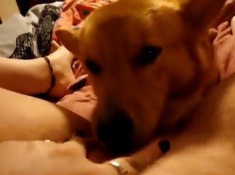 Painfull Dog Fuck