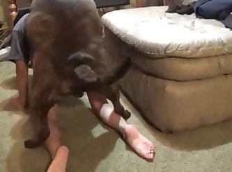 Dog Fuck Wife Story Porn