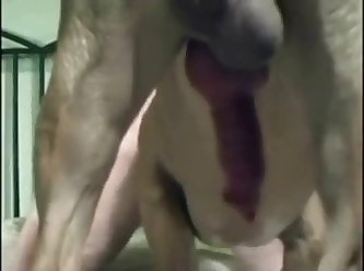 Bestiality Secretly Recorded Teen First Time Fuck With Dog