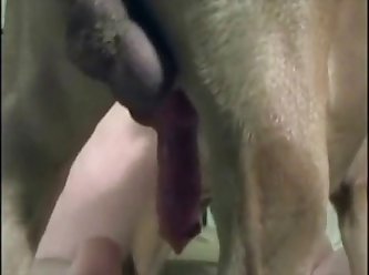 Bestiality Secretly Recorded Teen First Time Fuck With Dog