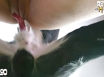 Free Video Animal Porn