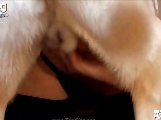 Animal Sex Fu