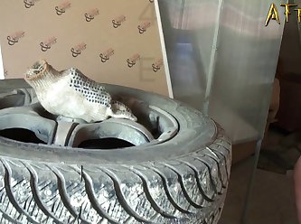 Animated Animal Sex