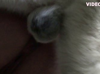 Animal Sex Stories