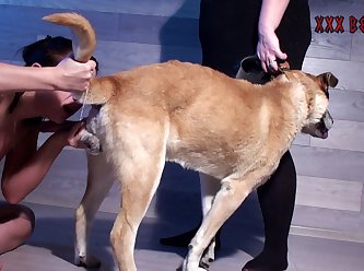Animal Sex Vids