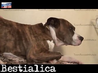 Animal Sex With People