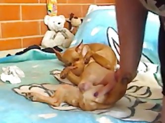 Animal Sex Yorkie