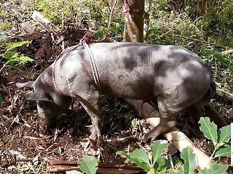 Animal New Sex