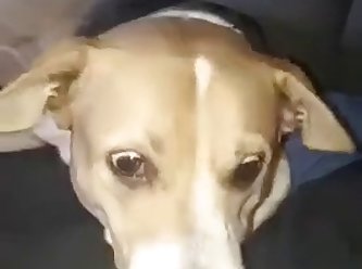 Women Animal Sex Videos